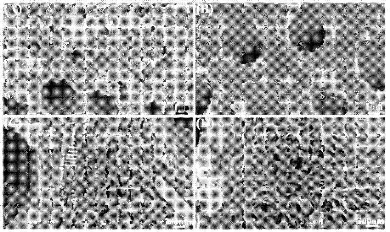 Mimic polypeptide of non-collagen protein and application of the mimic peptide in biomimetic mineralization