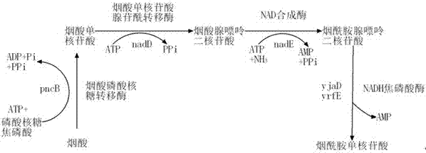 Genetic engineering strain for producing succinic acid by utilizing glucose and acidogenic fermentation method thereof