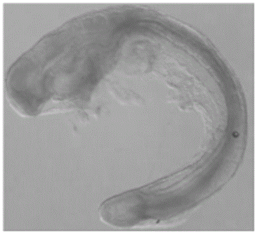 Embryo taking buffer liquid and application thereof