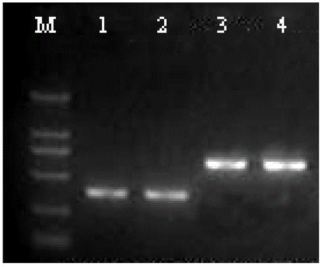 Assay kit and method for simultaneously extracting and purifying ribose nucleic acid (RNA) and deoxyribose nucleic acid (DNA)