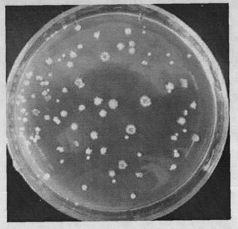 Biological denitrifier and application thereof