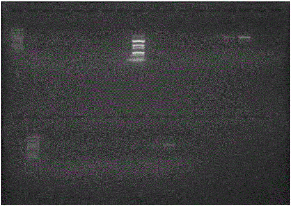 Primers, kit and method for HLA (human leukocyte antigen) genotyping