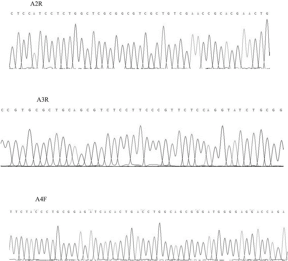 Primers, kit and method for HLA (human leukocyte antigen) genotyping