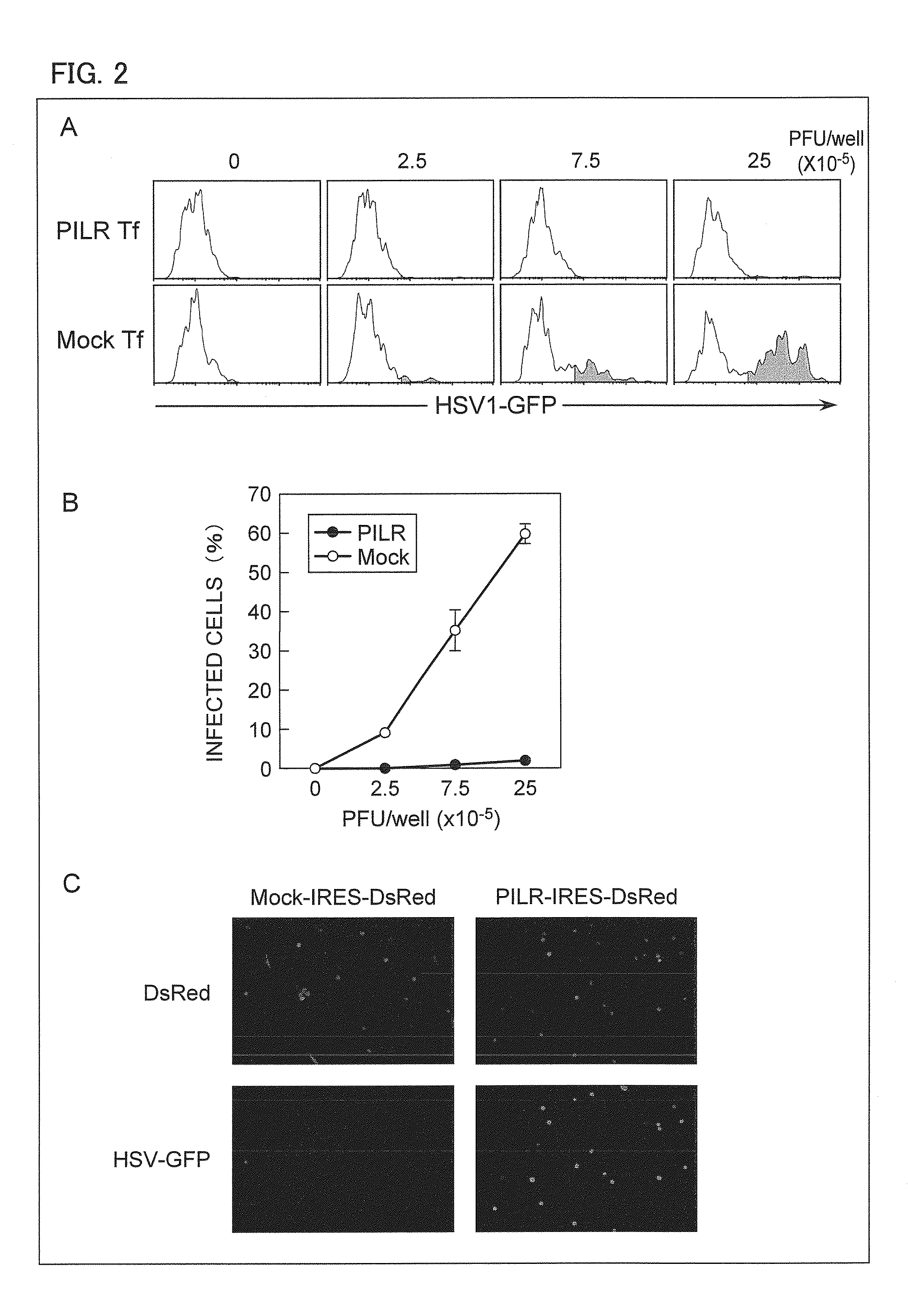 Herpes virus infection inhibitor, method for inhibiting infection with herpes virus, and use thereof