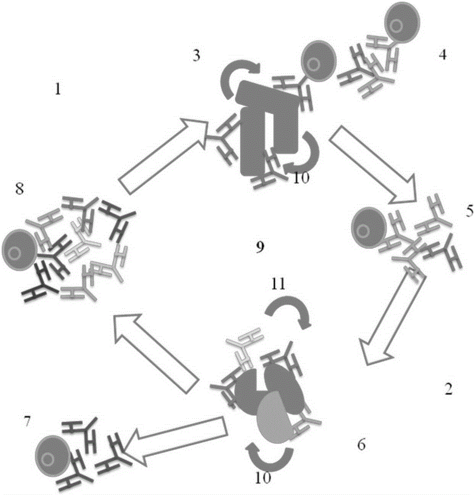 Preparation method and application of bacillus cereus monoclonal antibody