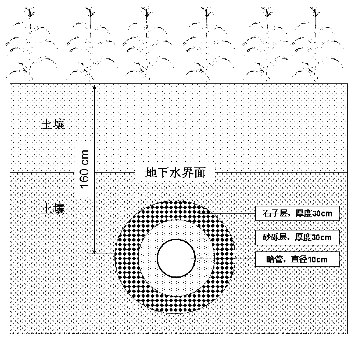 Wheat-corn double cropping symbiotic cultivation method in moderate saline-alkali soil based on buried pipe drainage and salt elimination