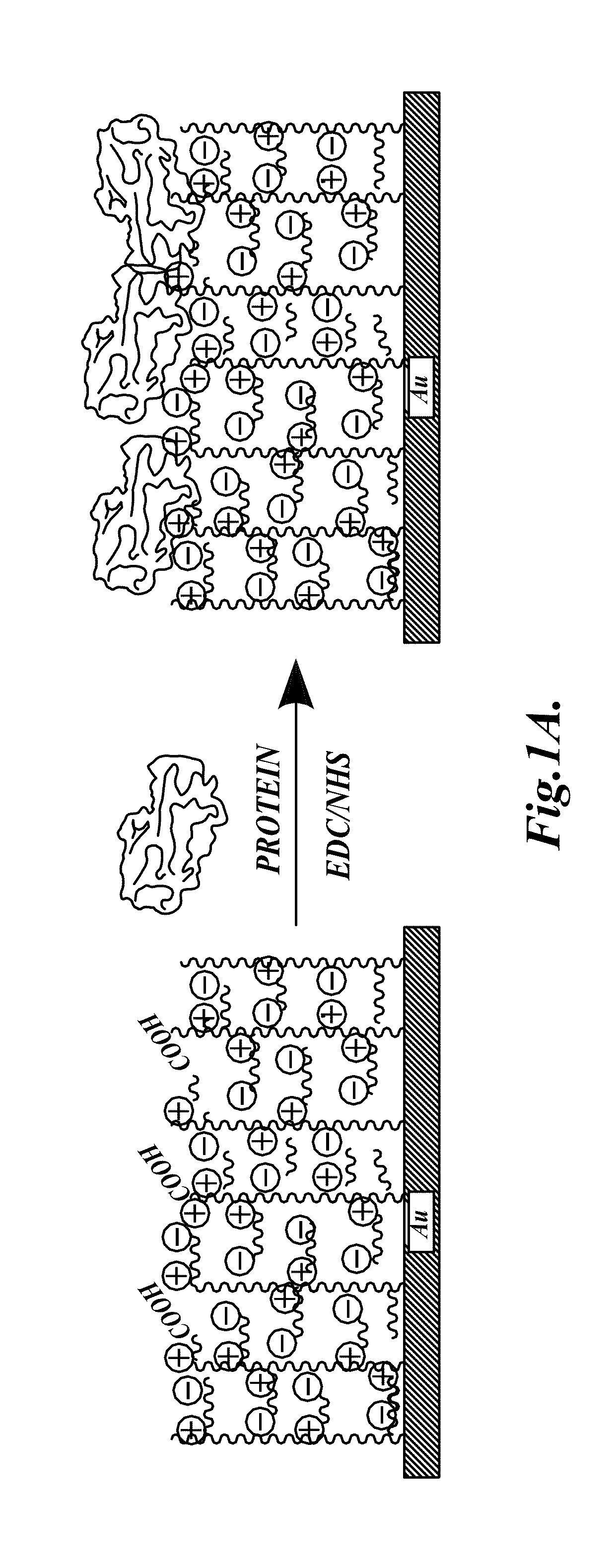 Dual-functional nonfouling surfaces comprising target binding partner covalently coupled to polymer attached to substrate