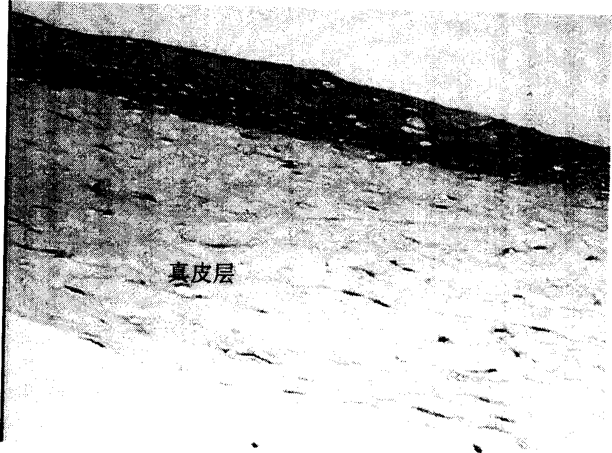 Method for preparing artificial skin used for reparing skin defect