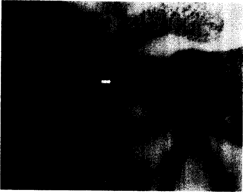 Method for preparing artificial skin used for reparing skin defect