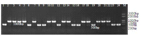 Method for identifying single-spore bacteria strain of straw mushroom Pingyou NO.1 by using co-dominant marker