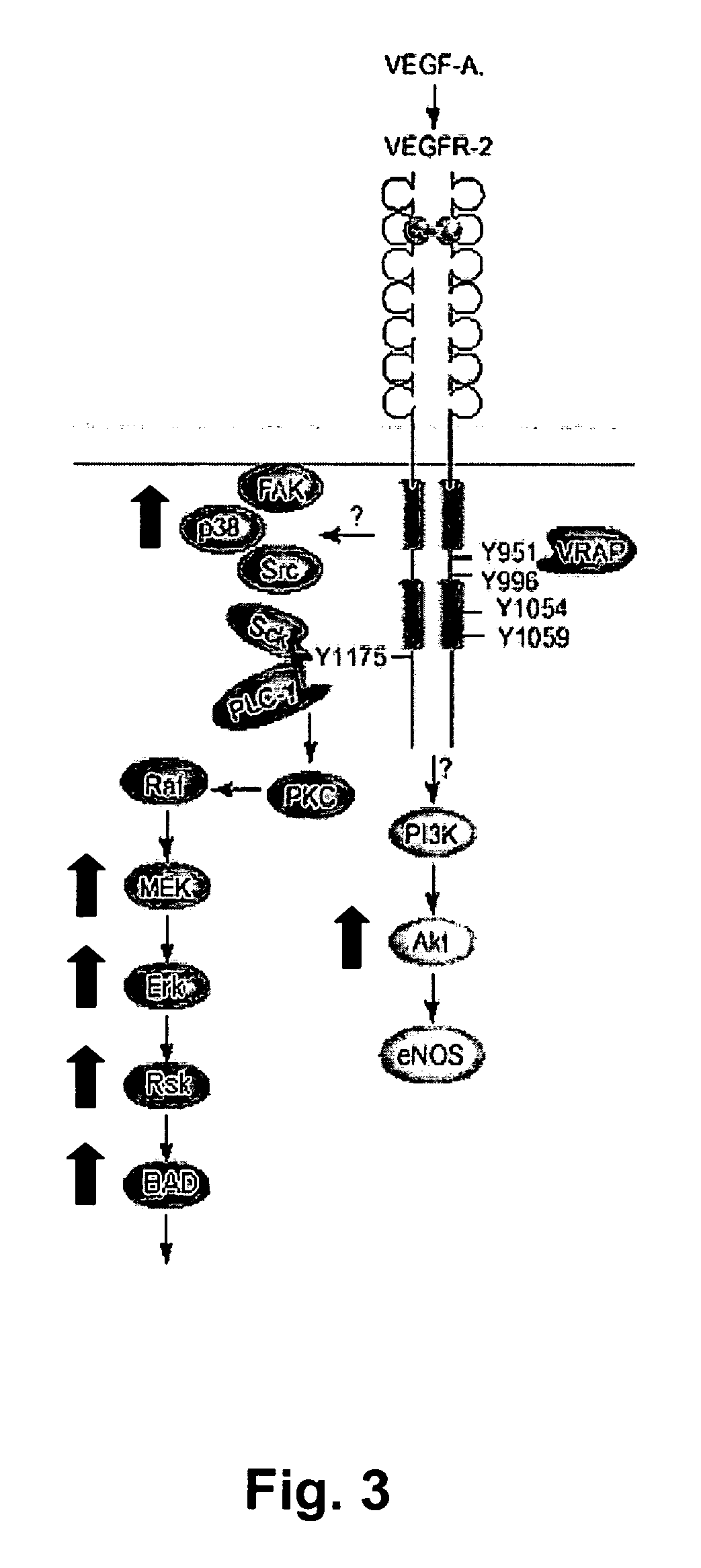 Detection of activation of endothelial cells as surrogate marker for angiogenesis