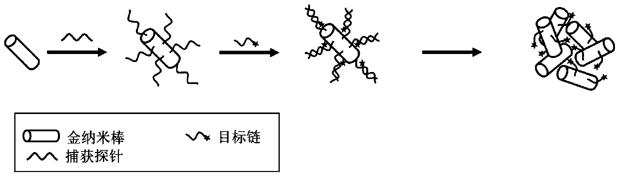 Capillary analysis detection method based on ultrasonic aggregation