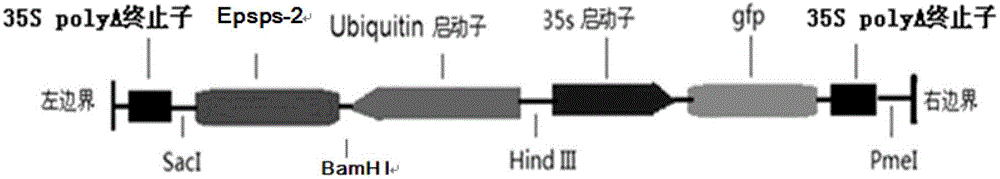 Preparation method of glyphosate resistant transgenic rice