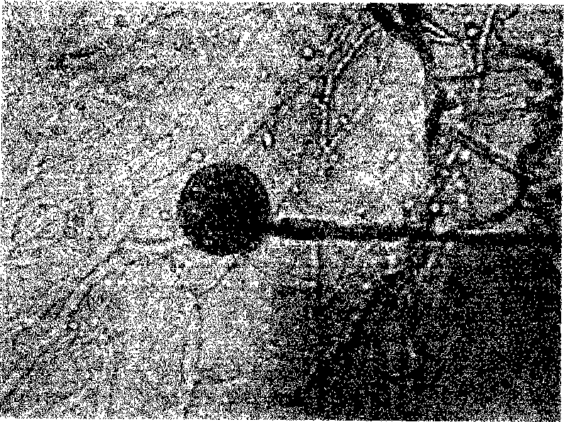 Mucor rouxii and method for producing xylanase by using the same