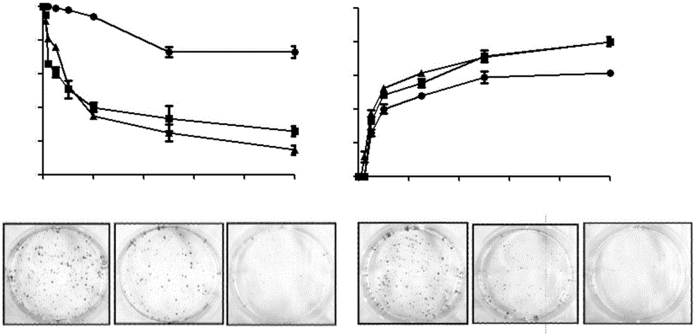 Applications of bruceine D in preparing Wnt/Notch signal channel inhibitor drugs