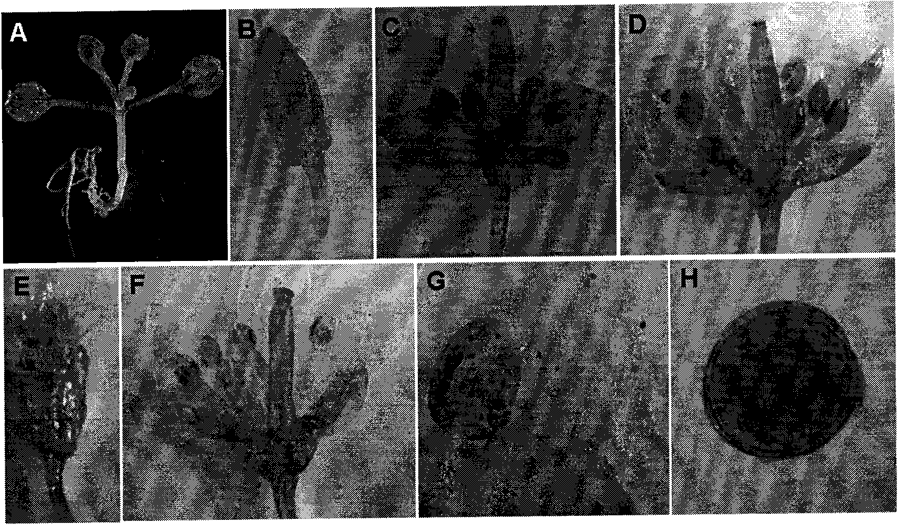 Pollen specificity expression promoter and plant expression vector thereof