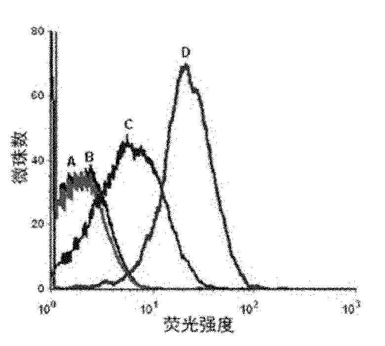 Nucleic acid aptamer of protein tyrosine phosphatase SHP2 and preparation method thereof