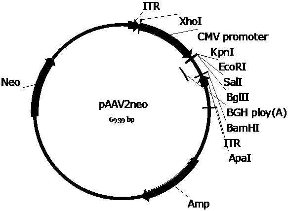 Gene drug for X chromosome-linked myotubular myopathy