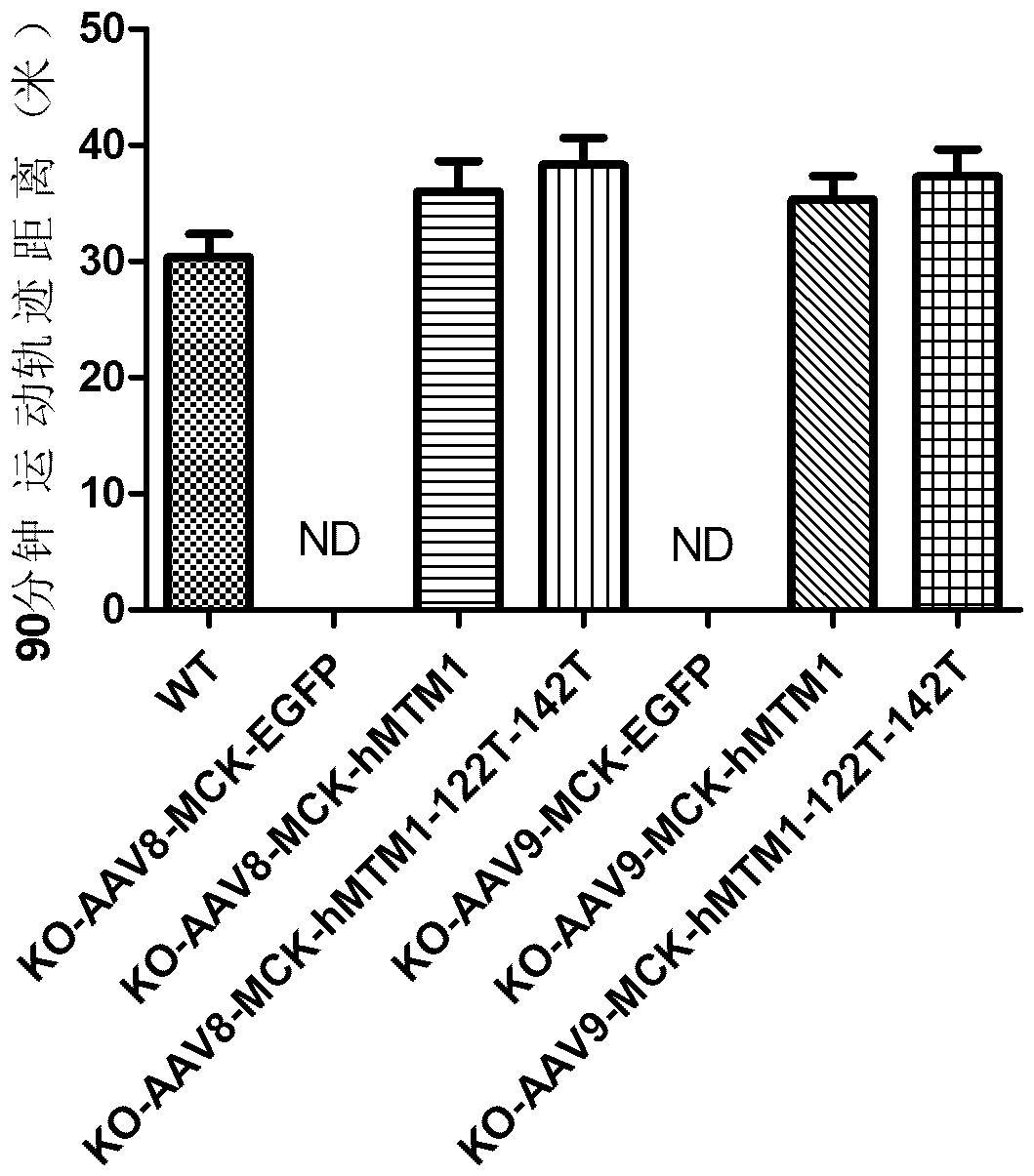 Gene drug for X chromosome-linked myotubular myopathy