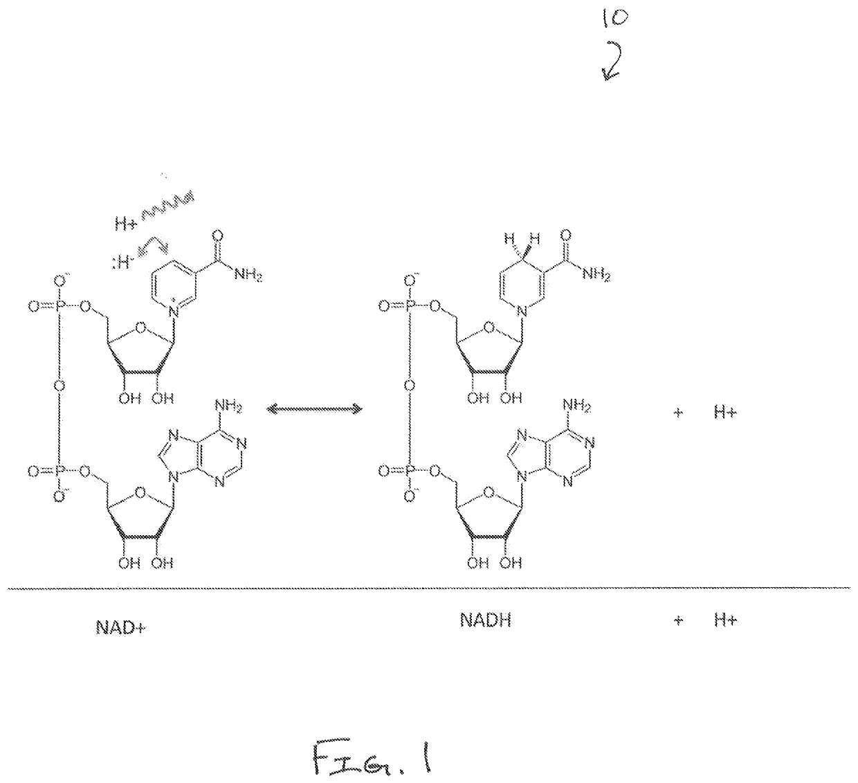 Pharmaceutical and nutritional composition to maximize nad enzyme's health benefits