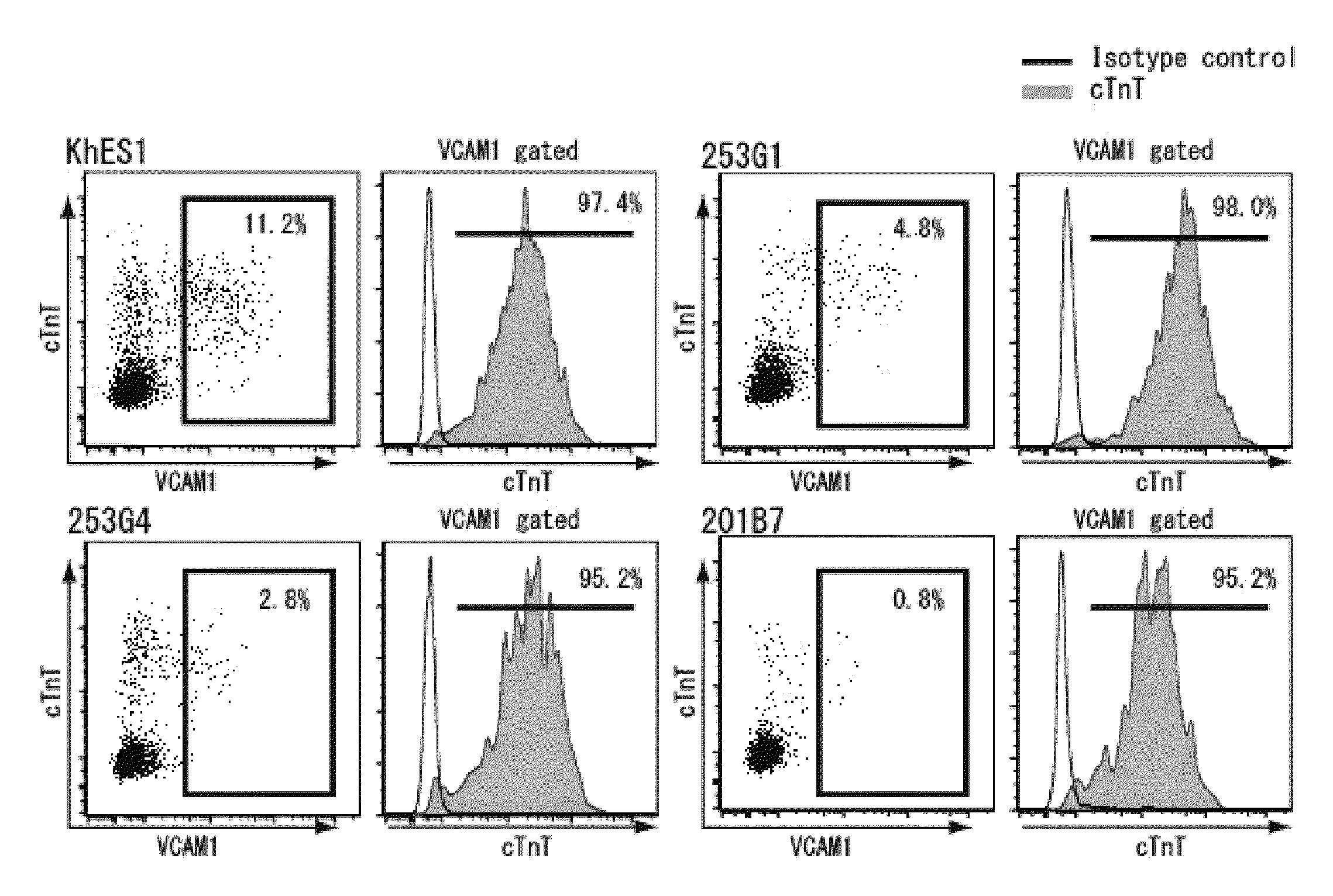 Cardiomyocyte marker