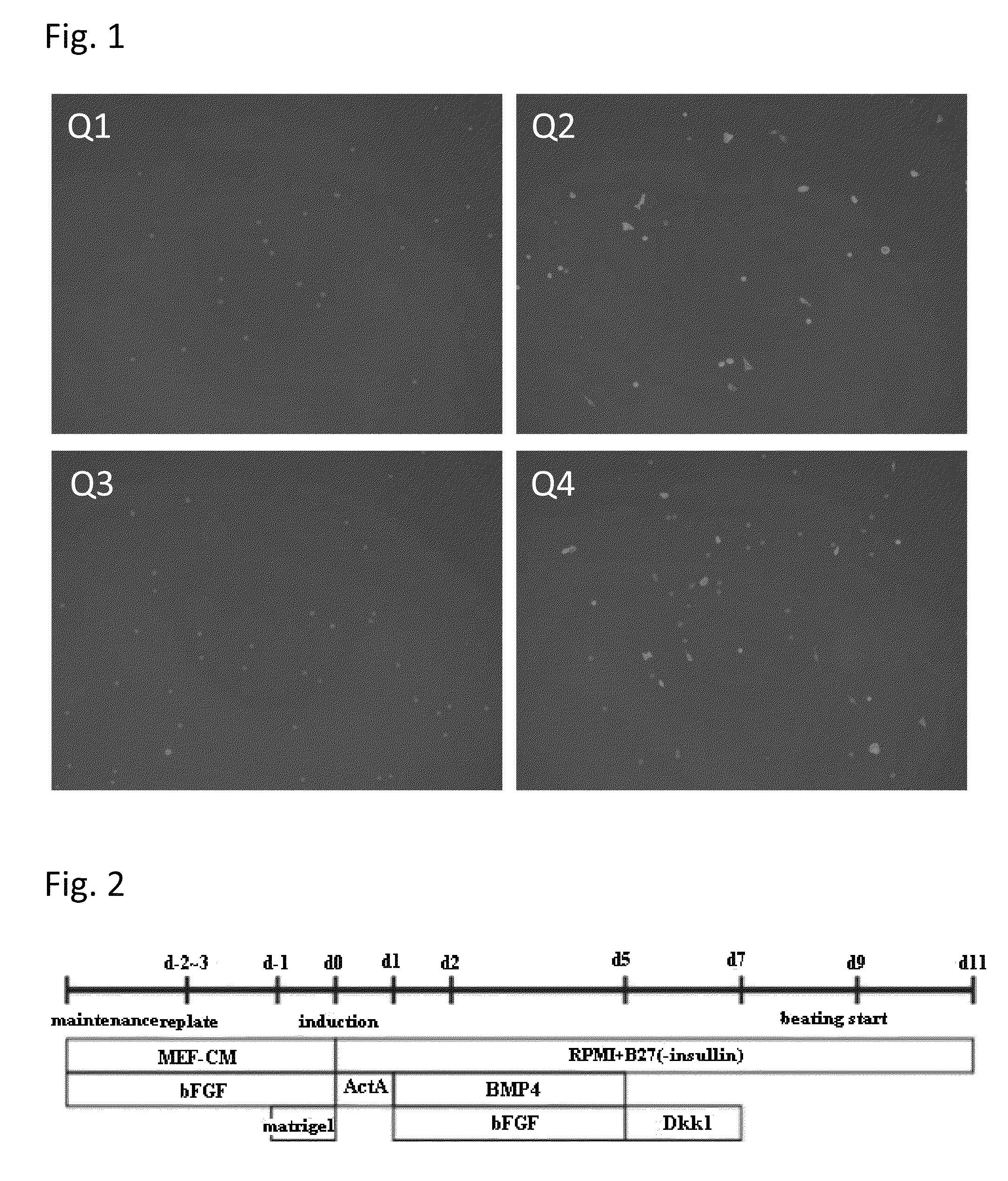 Cardiomyocyte marker