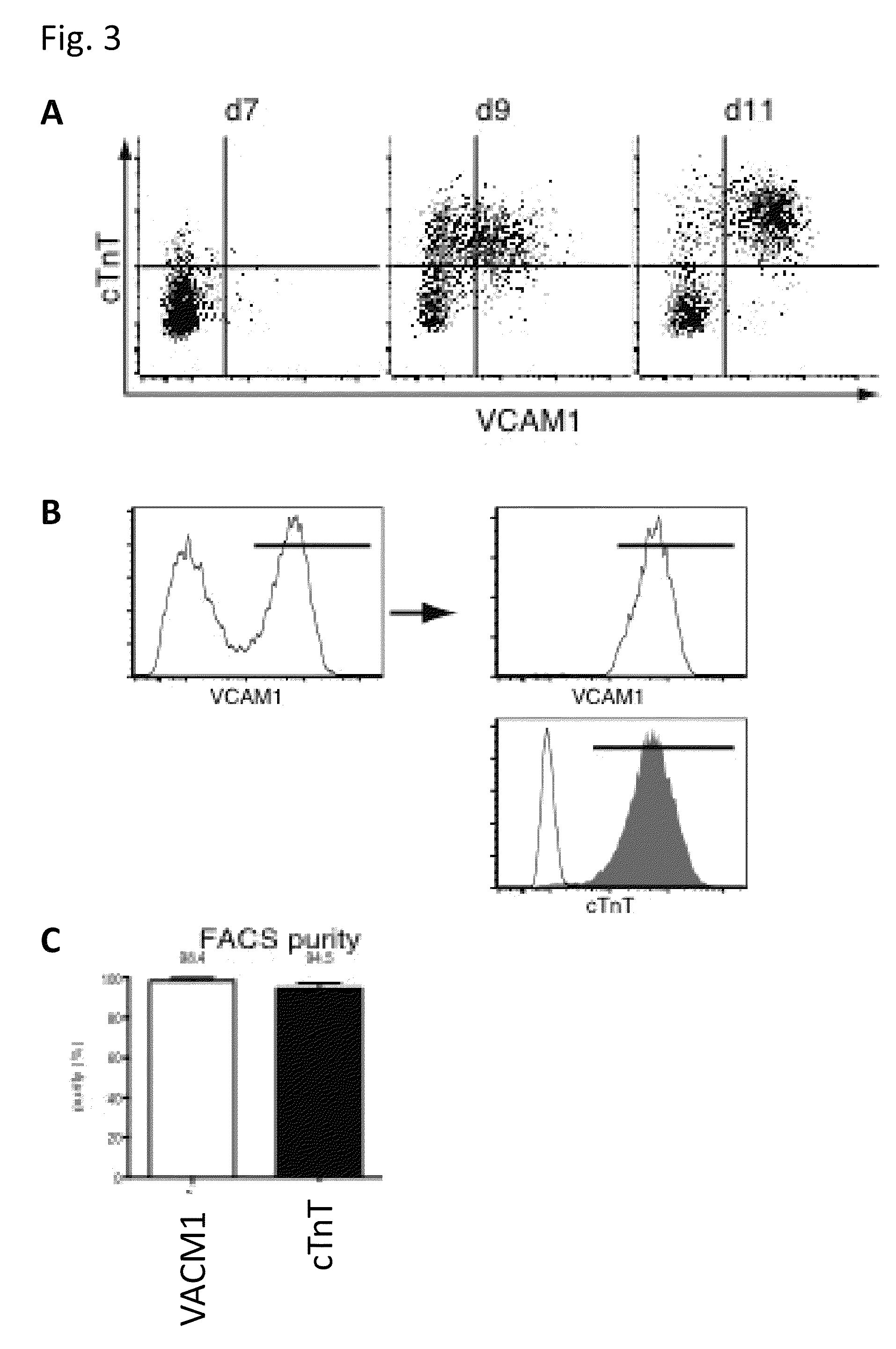 Cardiomyocyte marker