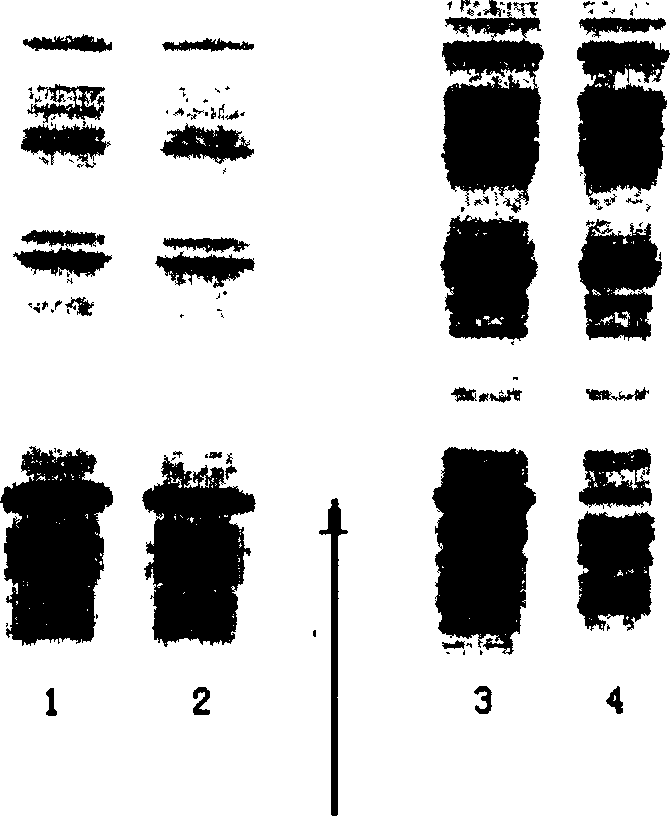 Expression of soluble TRAIL protein