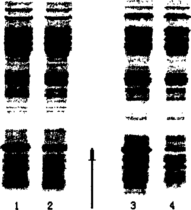 Expression of soluble TRAIL protein