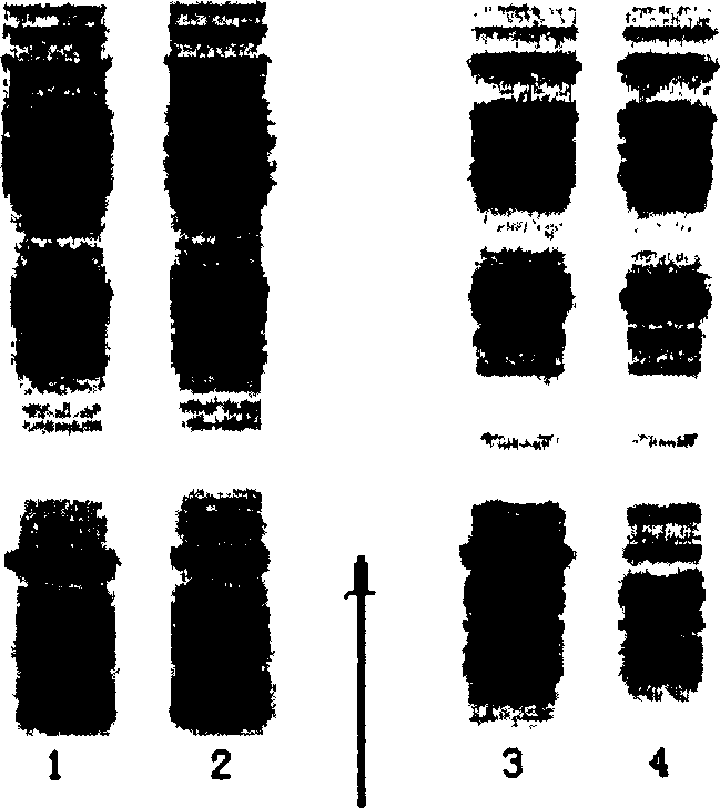 Expression of soluble TRAIL protein