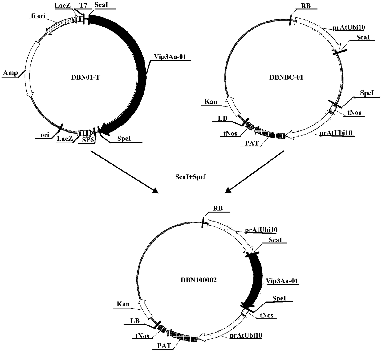 Application of insecticidal protein