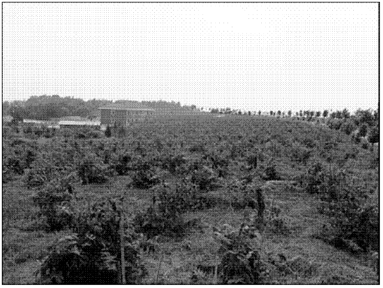 High-efficiency interplanting method of honeysuckle and hyacinth bletilla