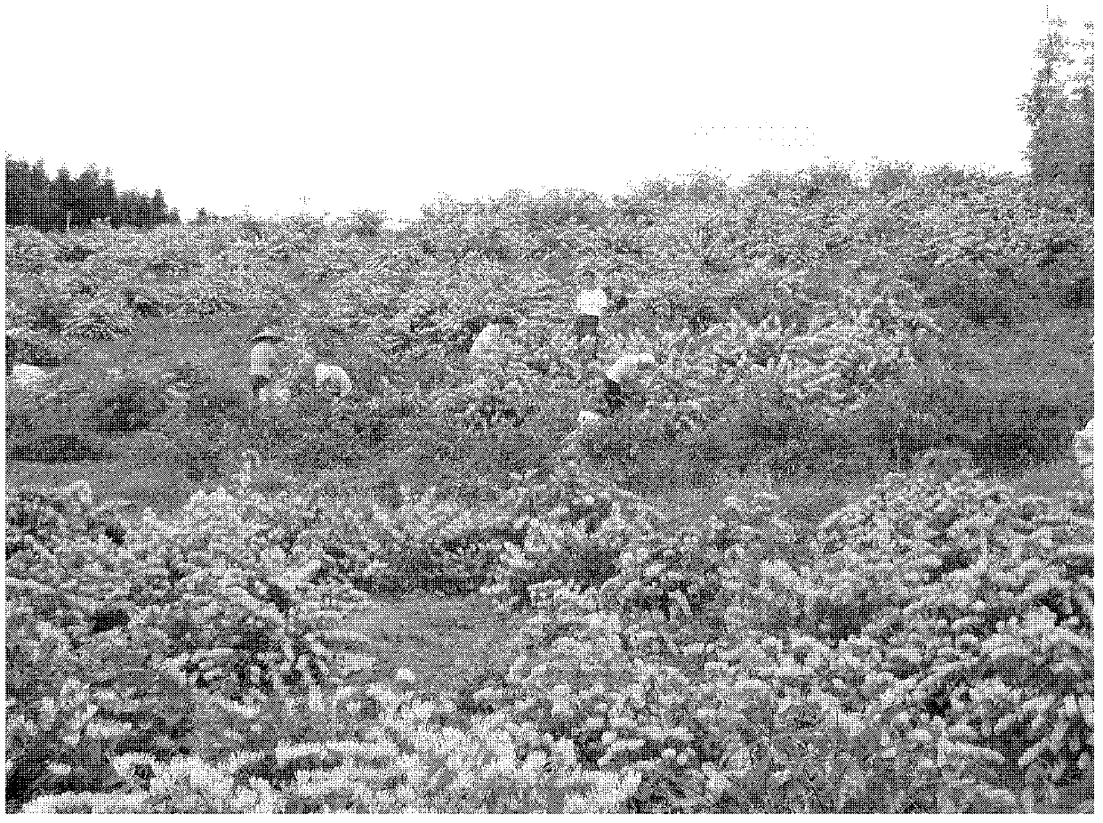 High-efficiency interplanting method of honeysuckle and hyacinth bletilla