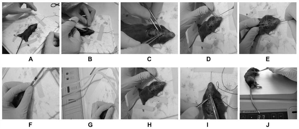 Improved method for preparing mouse silicosis model