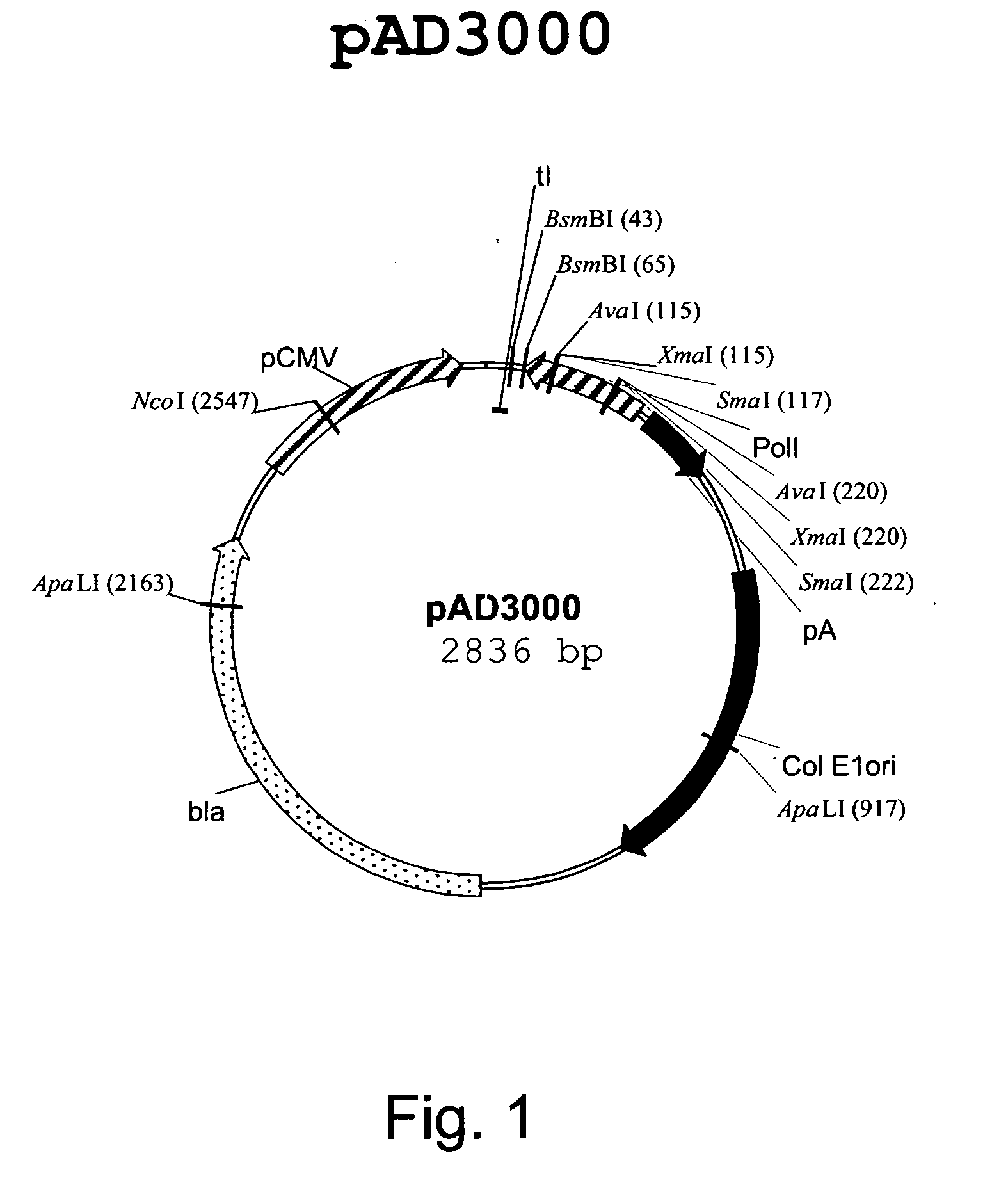 Multi plasmid system for the production of influenza virus