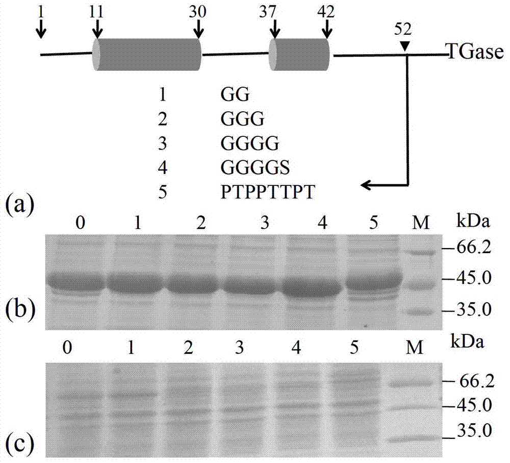 Method for improving specific activity and activation efficiency of transglutaminase