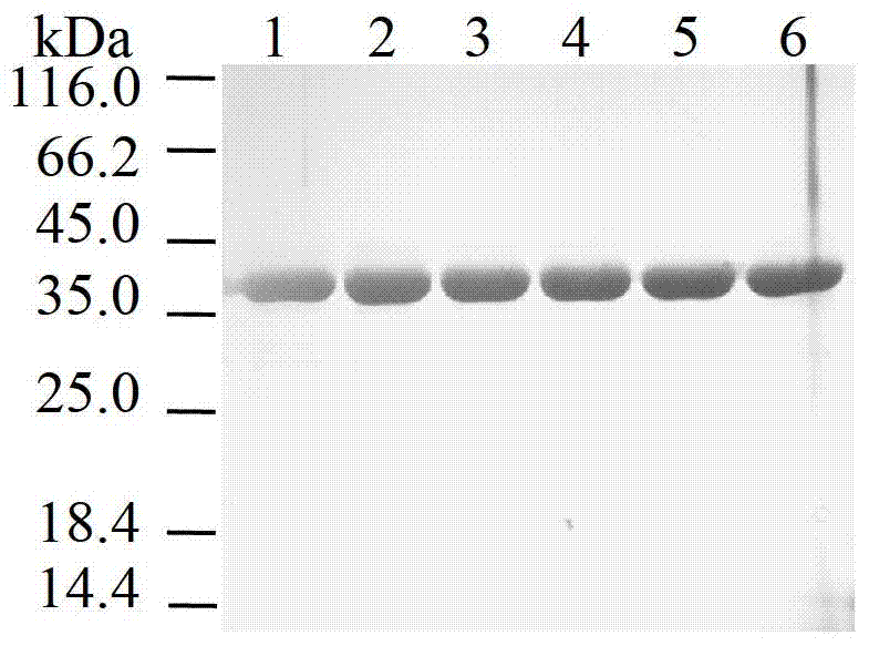 Method for improving specific activity and activation efficiency of transglutaminase