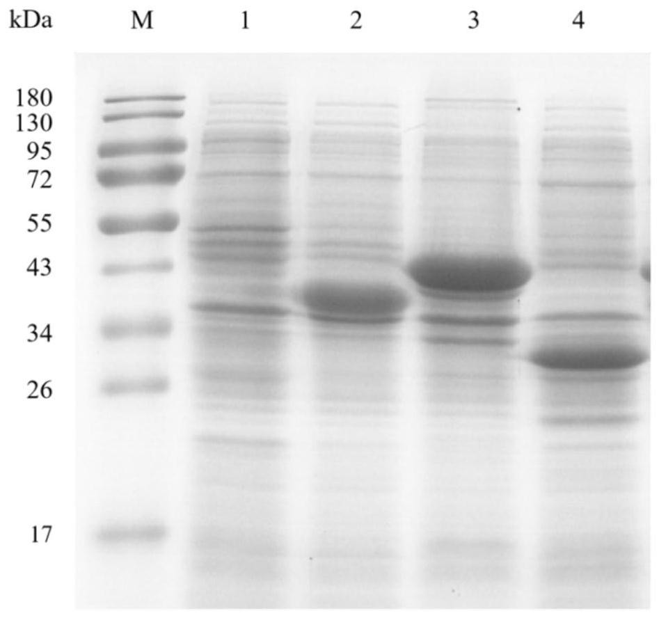 Three-enzyme co-expression recombinant bacterium and application thereof in synthesis of (S)-citronellol