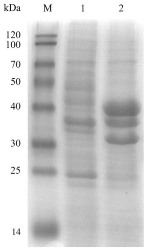 Three-enzyme co-expression recombinant bacterium and application thereof in synthesis of (S)-citronellol