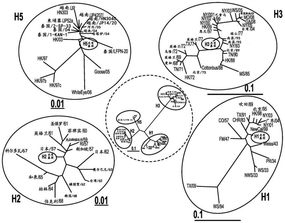 Methods of making and using universal centralized influenza vaccine genes