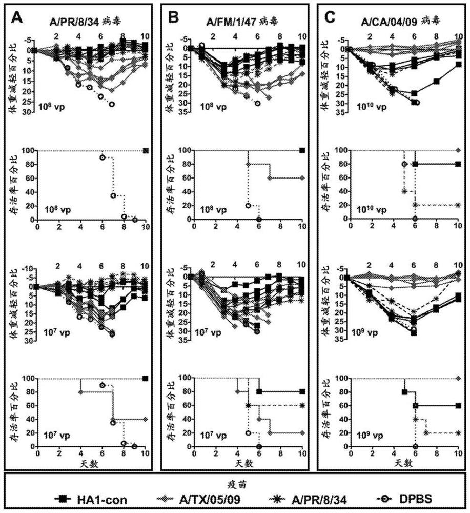 Methods of making and using universal centralized influenza vaccine genes