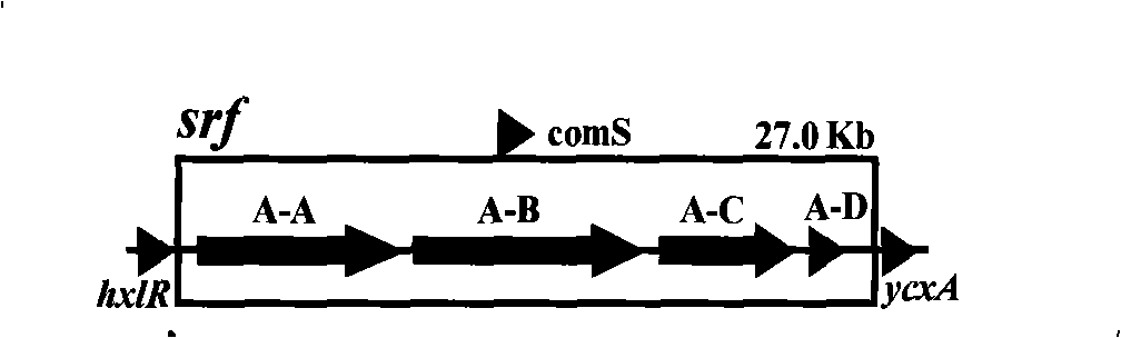 Promotor replacement method for improving volume of production of bacillus subtilis surfactin