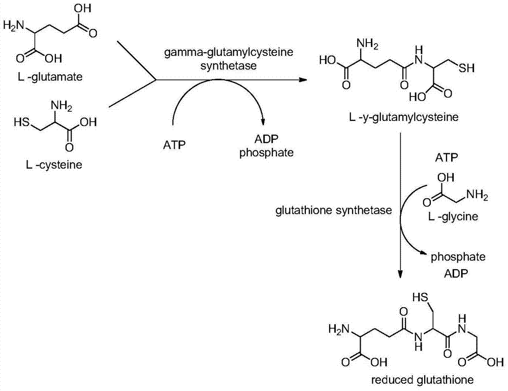 Functional food for improving concentration of glutathione in human body and preparation method of functional food