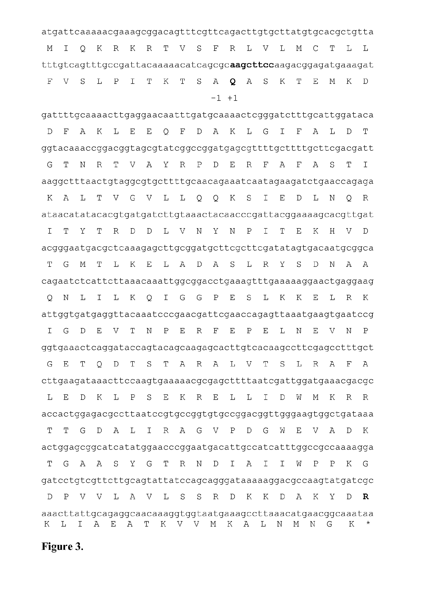 Modified beta-lactamases and methods and uses related thereto