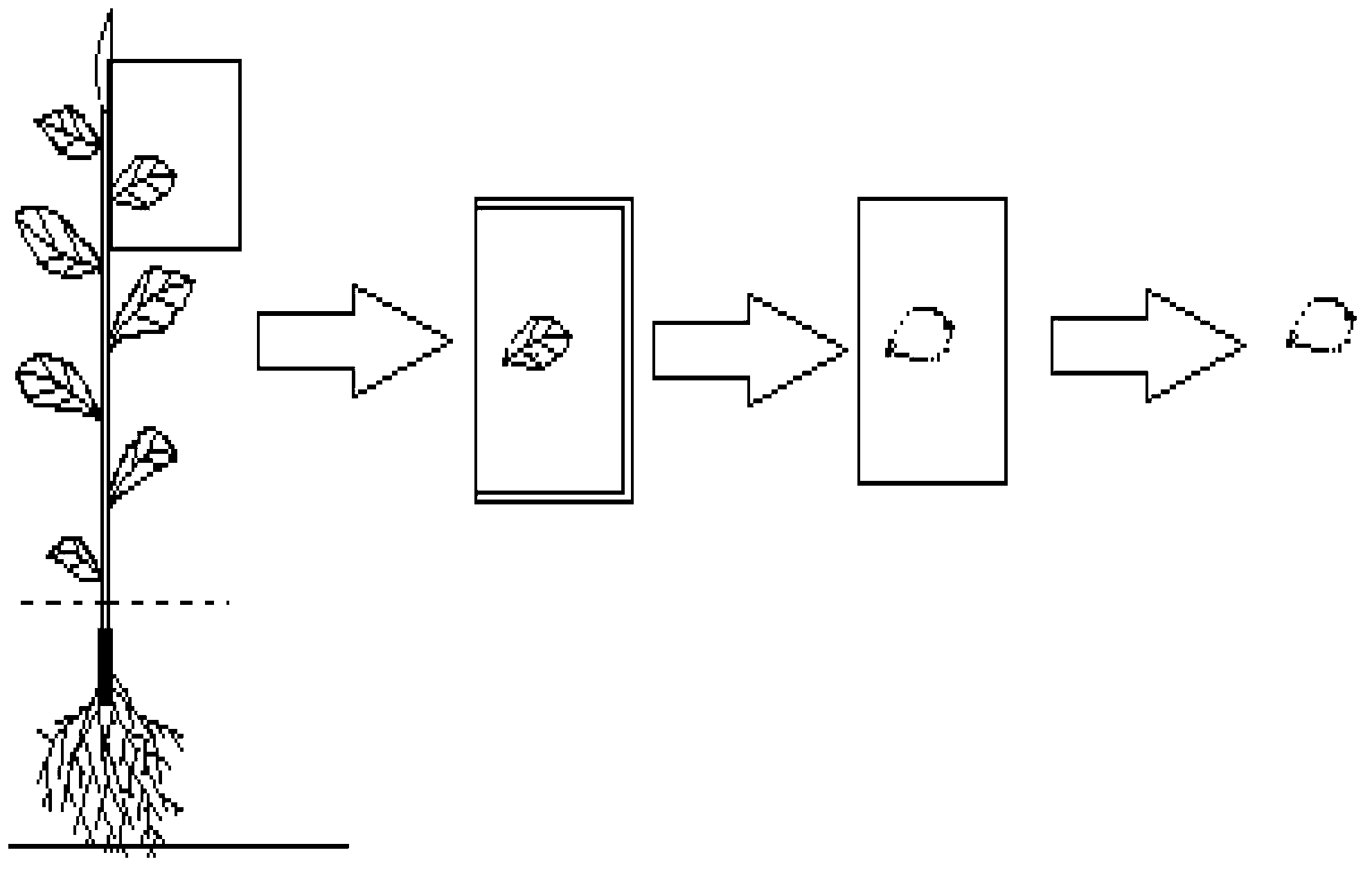 Plant leaf area print weighing in-vivo testing method