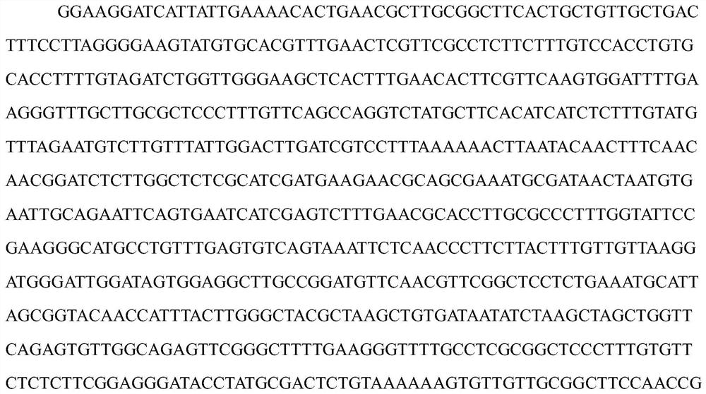 A new strain of oosporus Ouderia microbes and its artificial cultivation method and application