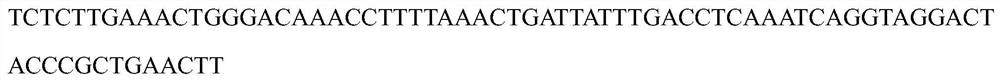 A new strain of oosporus Ouderia microbes and its artificial cultivation method and application