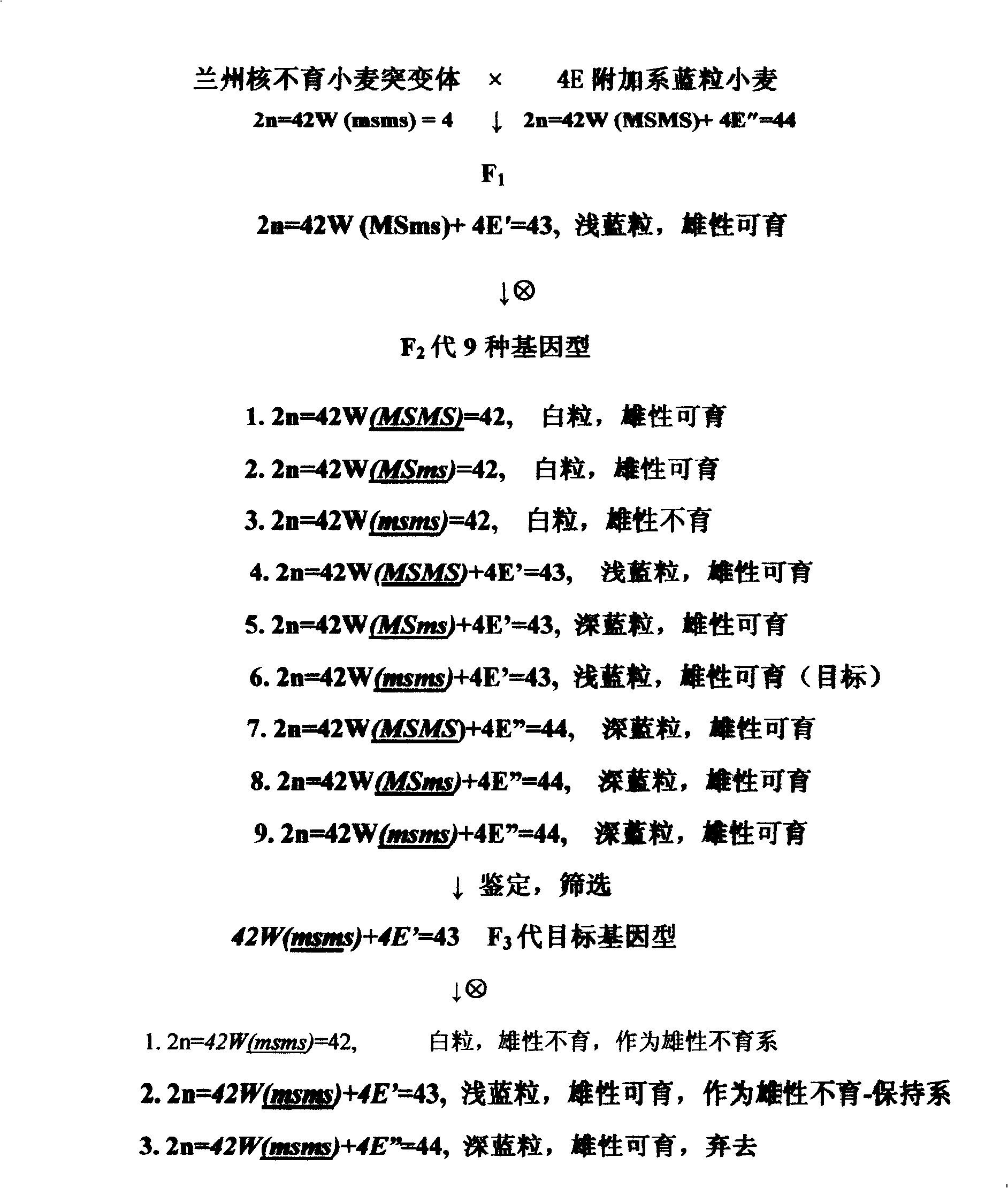 Cultivation method for wheat hybridization with nuclear male sterility