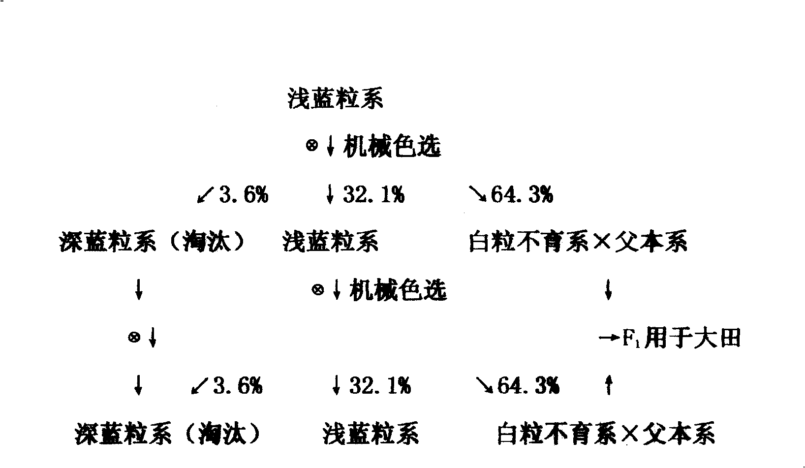 Cultivation method for wheat hybridization with nuclear male sterility