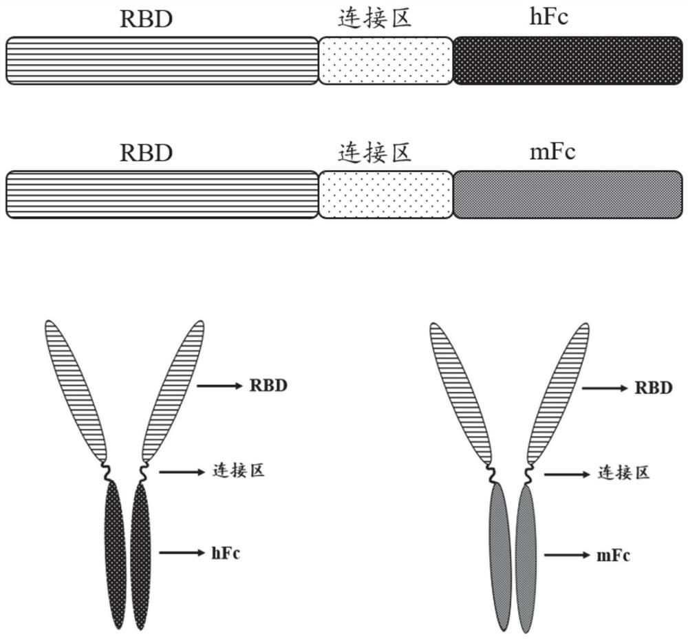 Fusion protein and application thereof in preparation of novel coronavirus subunit vaccine